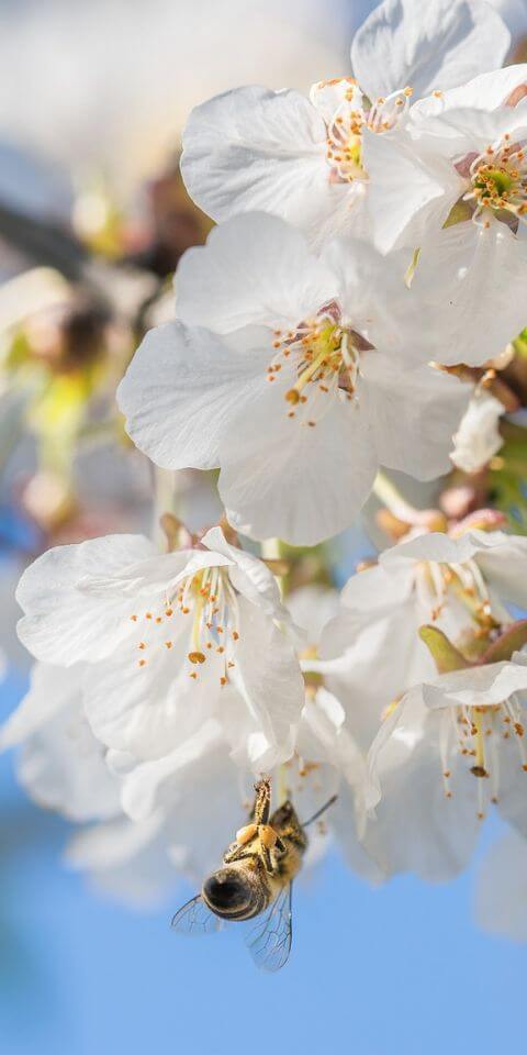 pszczoła na kwiatach jabłoni - VegeCosmetica - kosmetyki wegańskie